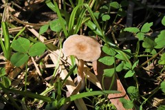 Singerocybe clitocyboides