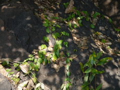 Pentatropis nivalis