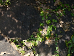 Pentatropis nivalis