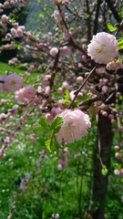 Prunus
