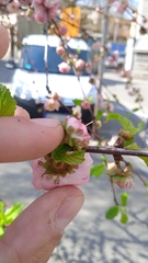 Prunus