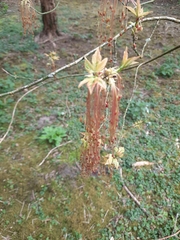 Acer negundo