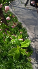 Prunus