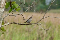 Ramsayornis modestus
