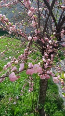 Prunus
