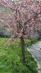 Prunus