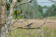 Ramsayornis modestus