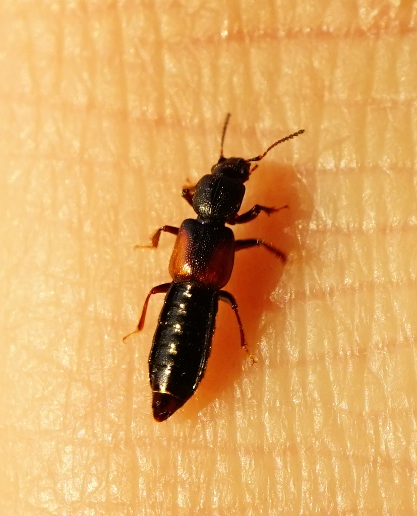 Bledius tricornis