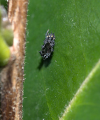 Harmonia conformis
