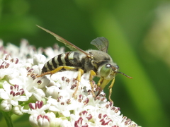 Bembix bidentata