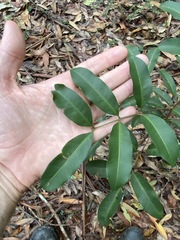 Cupaniopsis parvifolia