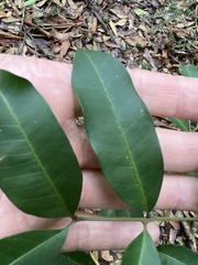 Cupaniopsis parvifolia