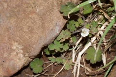 Geranium microphyllum