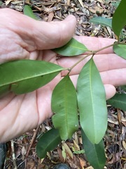 Cupaniopsis parvifolia