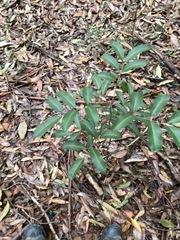 Cupaniopsis parvifolia