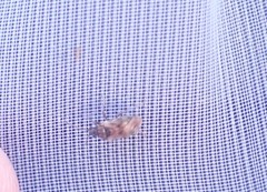 Hyalochilus ovatulus