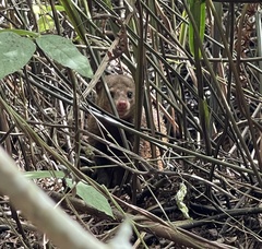Crossarchus platycephalus