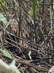 Crossarchus platycephalus