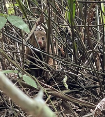 Crossarchus platycephalus