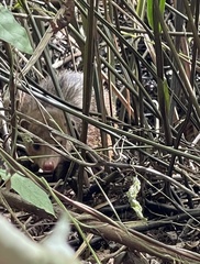 Crossarchus platycephalus