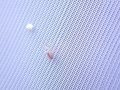 Malvapion malvae
