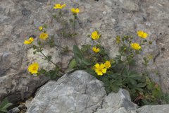 Potentilla asiatica