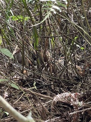 Crossarchus platycephalus