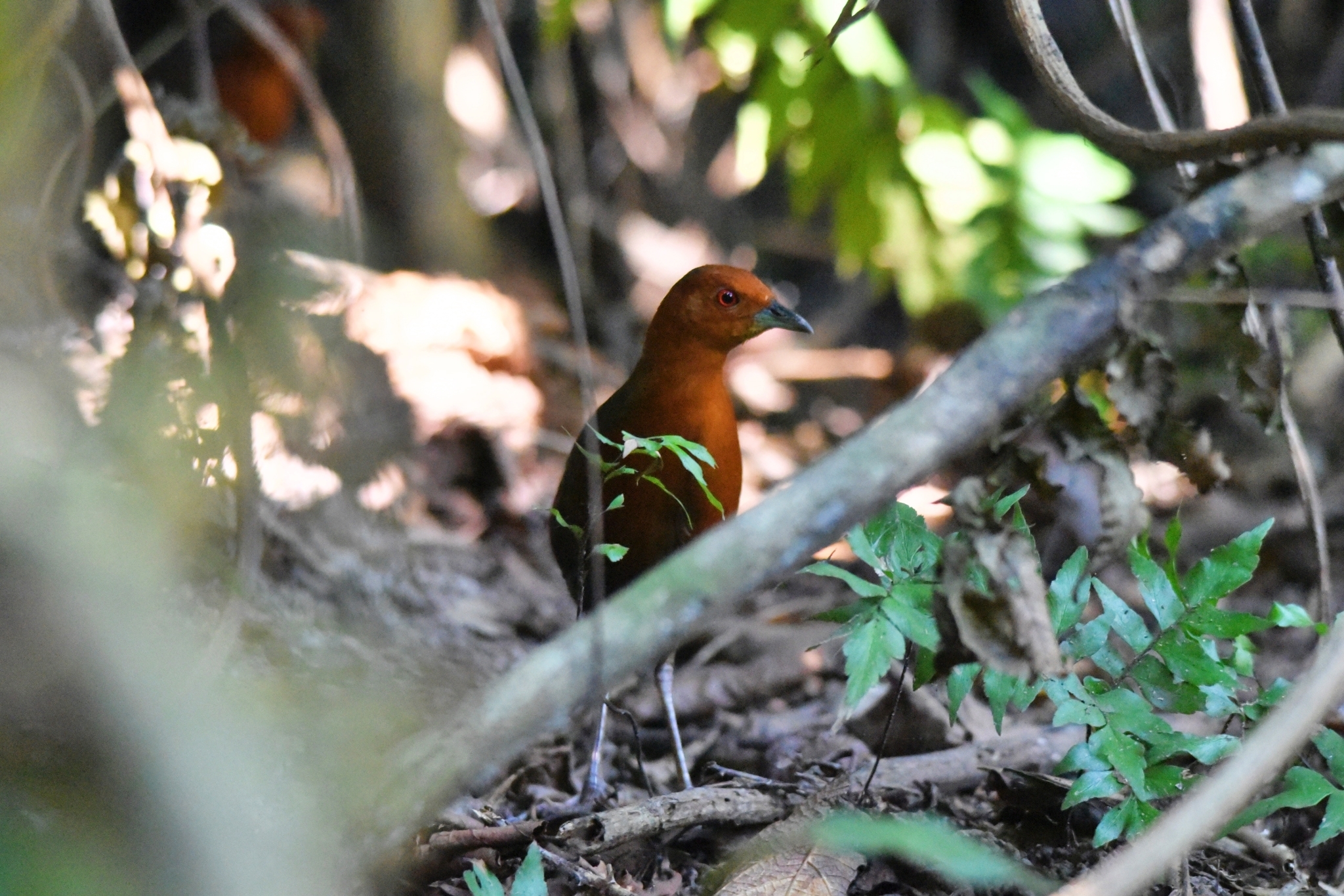 Chestnut-headed Crake (Anurolimnas castaneiceps)
