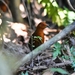 Chestnut-headed Crake - Photo (c) Tomaz Nascimento de Melo, some rights reserved (CC BY-NC-ND), uploaded by Tomaz Nascimento de Melo