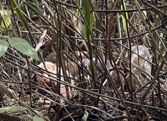 Crossarchus platycephalus