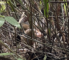 Crossarchus platycephalus