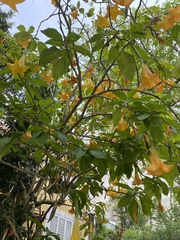 Brugmansia versicolor