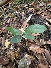 Aristolochia praevenosa
