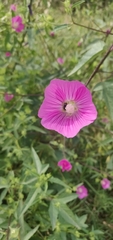 Malva trimestris