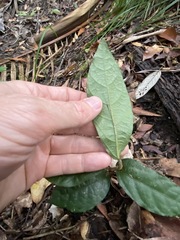 Aristolochia praevenosa