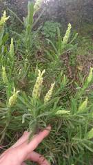Lavandula viridis
