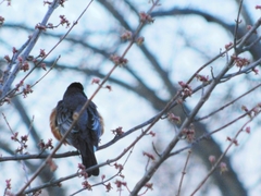 Turdus migratorius