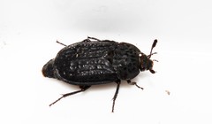 Thanatophilus rugosus