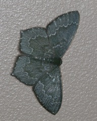 Maxates hemitheoides-lactipuncta-microdonta