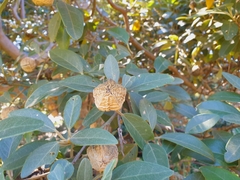 Lagunaria patersonia