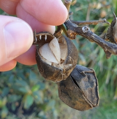 Lagunaria patersonia
