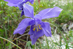 Aquilegia iulia