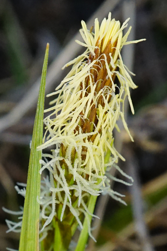 Carex caryophyllea iNat (1)
