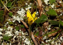 Gagea peduncularis