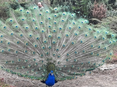 Pavo cristatus