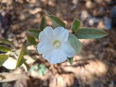 Distimake tomentosus