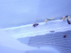 Phyllotreta ochripes