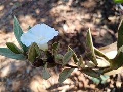 Distimake tomentosus