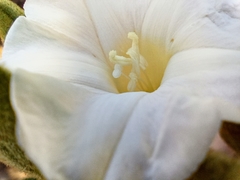 Distimake tomentosus