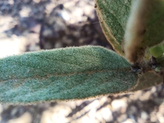 Distimake tomentosus